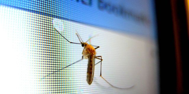 Κουνούπια: SOS στην Ευρώπη για Δάγκειο και Ιό Δυτικού Νείλου