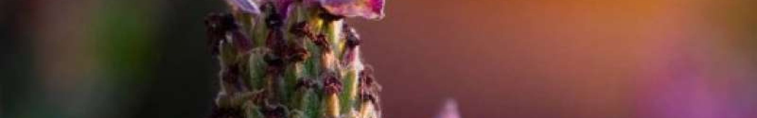 Λεβάντα: 5 τρόποι που μπορείτε να την χρησιμοποιήσετε προς όφελος σας