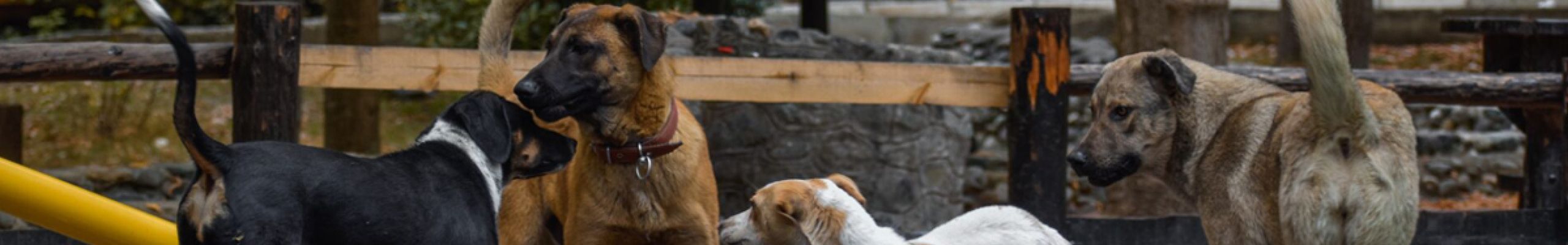 Περίπατος κατά της κακοποίησης ζώων την Κυριακή 5 Απριλίου στο Αργοστόλι
