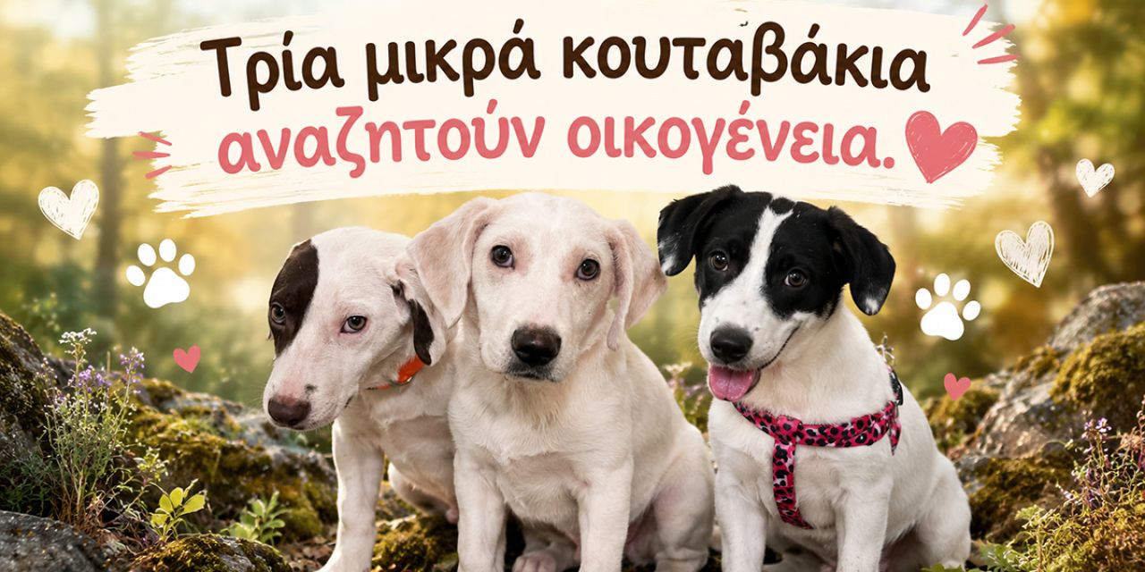 Τρία μικρά κουταβάκια αναζητούν οικογένεια
