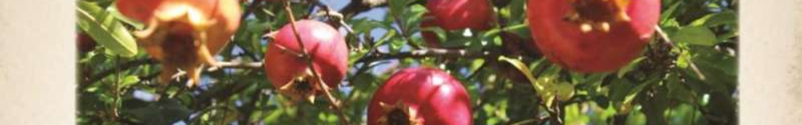 «Σβησμένα και ενεργά» έθιμα του Δωδεκαημέρου της Κεφαλονίτικης παράδοση