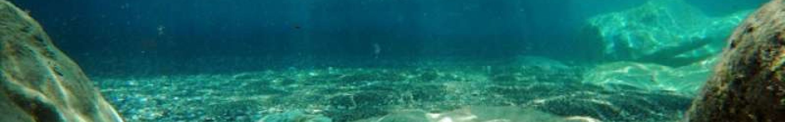 Παρουσίαση των αποτελεσμάτων της μελέτης «Εργασία αναφοράς για την υφιστάμενη κατάσταση των ολοθουρίων, πίννων και πετροσωλήνων στον Κόλπο Αργοστολίου»