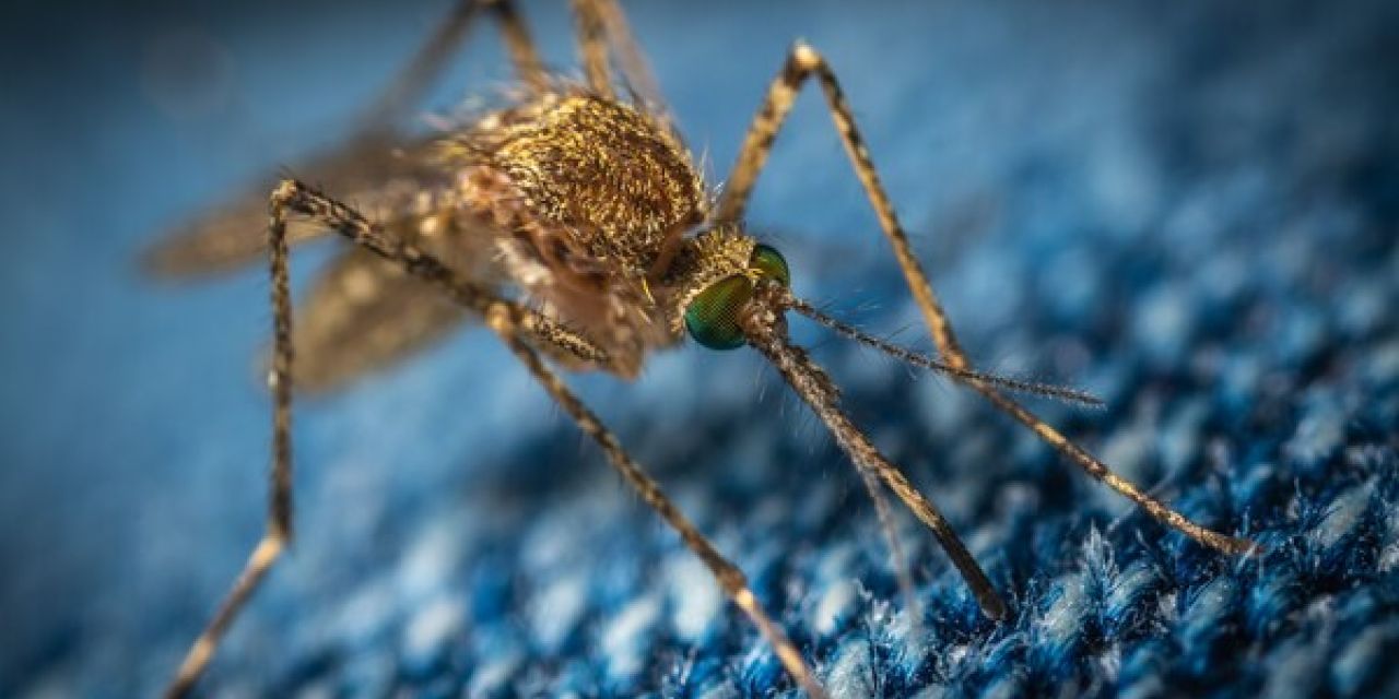 Τα κουνούπια προτιμούν συγκεκριμένη ομάδα αίματος