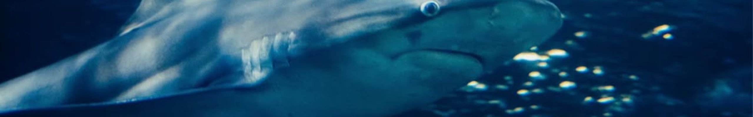 Καρχαρίες και ξενικά είδη στις ελληνικές θάλασσες – Τι λένε επιστήμονες και ψαράδες